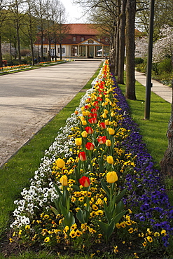 Spring flower bed in Bad Bocklet spa gardens, Rhoen, Lower Franconia, Bavaria, Germany, Europe