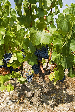 Bunches of dark red grapes on vines in the Corbieres region, Department Aude, France, Europe