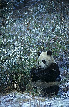 Giant Panda (Ailuropoda melanoleuca), China, Asia