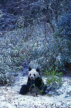 Giant Panda (Ailuropoda melanoleuca), China, Asia