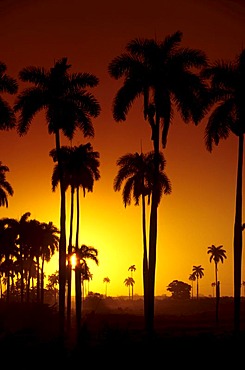 Palmtrees in the morning light, Cuba