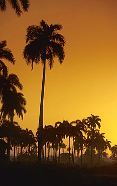 Palmtrees in the morning light, Cuba