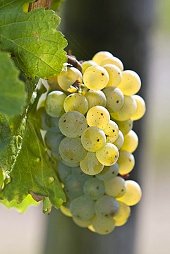 Grape-vine with grapes, Rheingau (Rhine District), Hesse, Germany