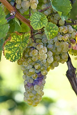 Grape-vine with grapes, Rheingau (Rhine District), Hesse, Germany