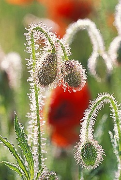 Morning dew drops on red buds of poppy.