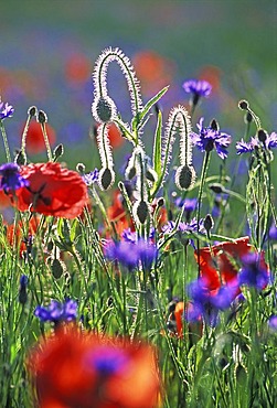 Meadow of poppies and blue cornflowers close to Aix en Provence, France. The hairy buds and stalks shine white in the contre jour.