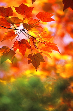 Sugar Maple leaves (Acer saccharum), autumn colours in Eastern Canada during Indian summer, La Mauricie National Park, Quebec, Canada