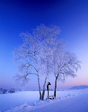 Cross and birches winter morning Schlehdorf Bavaria Germany