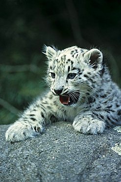 Snow Leopard (Uncia uncia), young animal