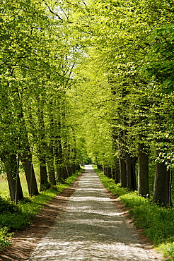 Road lined with old Lime trees (Tilia), Lassahn, Mecklenburg-Western Pomerania, Germany, Europe