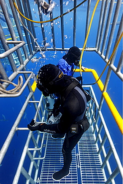 Scuba divers in a cage observing a Great White Shark (Carcharodon carcharias), Guadalupe Island, Mexico, Pacific, North America