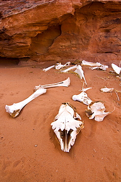 Fragmented goat skeleton lying in the desert sand, Wadi Rum, Jordan, Middle East