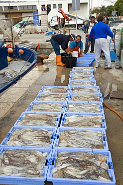 Fishermen reload octupus in boxes, Peniscola, Costa Azahar, Spanien, Europa