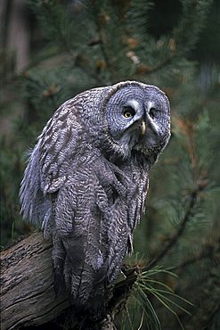 Great Grey Owl (Strix nebulosa)