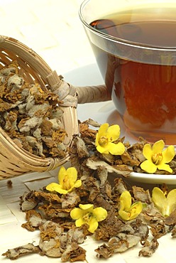 Tea made of great mullein, leaves and blossoms, herbtea, Verbascum densiflora, nigrum, thapsus,