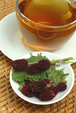 Great Burnet tea, Sanguisorba officinalis,