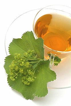 Herb tea made of Alchemilla vulgaris, Lady's mantle