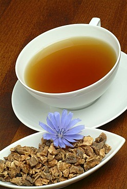 Wild Chicory tea, Cichorium intybus, Cicoria selvatica