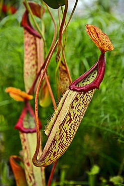 Nepenthes, carnivorous plant