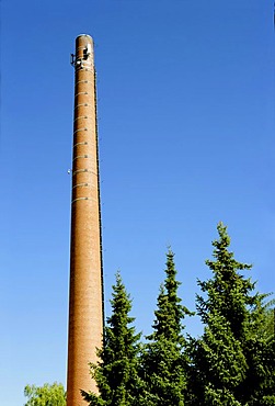 Chimney and three spruces (Picea)