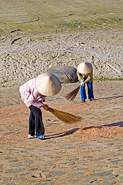 Two Vietnamese women are turning around prawns, Mui Ne, Vietnam, Asia