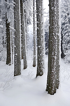 Snow-covered forest at the foot of Mt. Pilatus, Lucerne, Switzerland, Europe