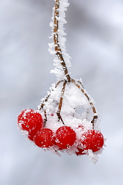 Frost-covered European Rowan (Sorbus aucuparia) fruit