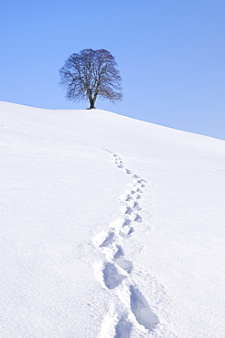 Footprints in the snow, Linden or Lime Tree (Tilia) on a hill, wintertime, Hirzel, Zurich, Switzerland, Europe