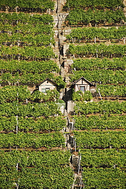 Vineyards max of Eyth lake Stuttgart Baden Wuerttemberg Germany