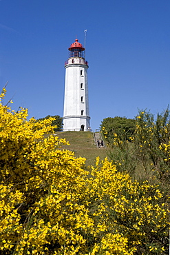 Gorse in front of Dornbusch Lighthouse, Hiddensee Island, Baltic Sea, Mecklenburg-Western Pomerania, Germany, Europe