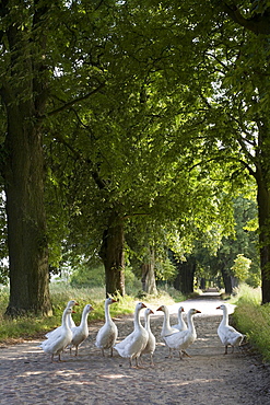 Geese on a tree-lined street near Lancken-Granitz, Ruegen, Mecklenburg-Western Pomerania, Germany, Europe