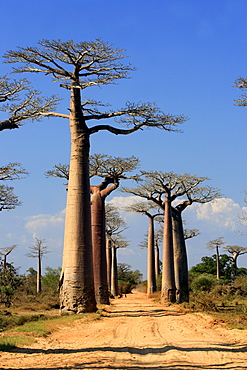 Avenue of the Beobabs Grandidier's Baobab, (Adansonia Grandidieri), with ox-cart, Morondava, Madagascar, Africa