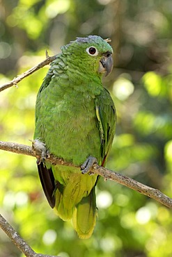 Mealy Amazon or Mealy Parrot (Amazona farinosa), adult perched in a tree, Roatan, Honduras, Central America