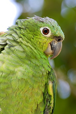 Mealy Amazon or Mealy Parrot (Amazona farinosa), adult, portrait, Roatan, Honduras, Central America