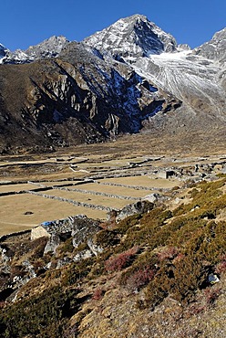 Yak pasture near Machhermo (4410), Sagarmatha National Park, Khumbu Himal, Nepal