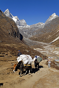 Yak caravane above Machhermo Sherpa village, Sagarmatha National Park, Khumbu Himal, Nepal