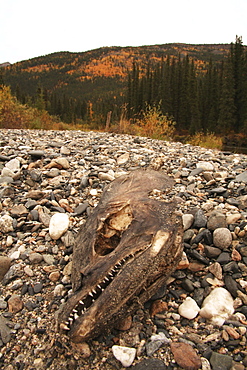 Dried salmon head on gravel bank with fall foliage at the back, Big Salmon River, Yukon Territory, Canada