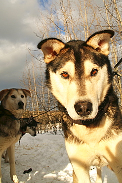 Sunlit portrait of a sled dog, Yukon Territory, Canada