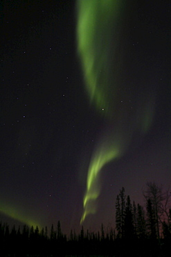 Northern Lights (Aurora Borealis), trees silhouetted in green light, Yukon Territory, Canada