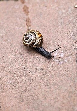 Copse snail (Arianta arbustorum)