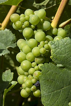 Pinot Noir grapes, used for Champagne production, Champagne, France, Europe