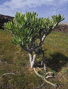 Taibaba ( Euphorbia species ), Lanzarote, Canary Islands, Spain, Europe