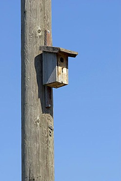 Bird nesting box on a wooden telephone pole