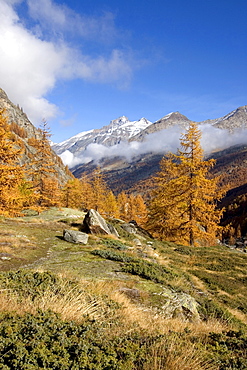 Landscape with larches in autumn, National Park Gran Paradiso, Italy