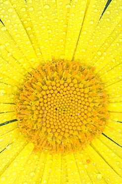 Detail shot of a garden flower, Vulkaneifel, Germany, Europe