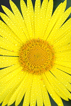 Detail shot of a garden flower, Vulkaneifel, Germany, Europe