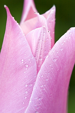 Detail shot of a star tulip, Vulkaneifel, Germany, Europe