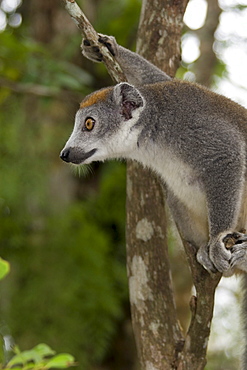 Female Crowned Lemur (Eulemur coronatus), Madagascar, Africa