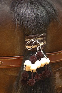 Decorated horse , Feria de Caballo , Jerez de la Frontera , Cadiz , Andalusia , Spain , Europe