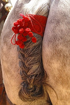 Decorated horse , Feria de Caballo , Jerez de la Frontera , Cadiz , Andalusia , Spain , Europe